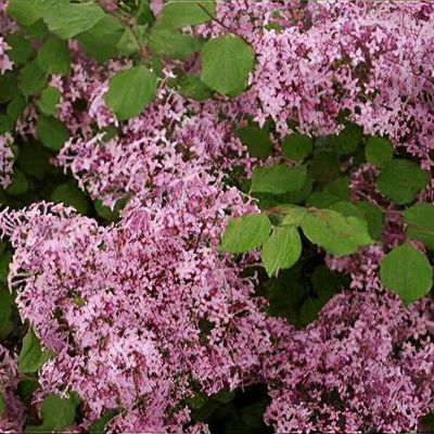 Syringa 'Red Pixie'