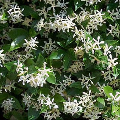 Trachelospermum jasminoides 'Majus'