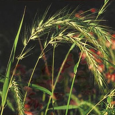 Elymus canadensis