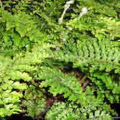 Polystichum setiferum 'Plumosum Densum'