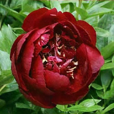 Paeonia 'Red Magic' - Shoot