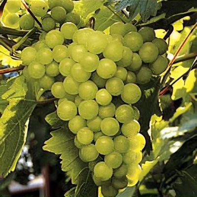 Vitis Vinifera 'Lakemont'