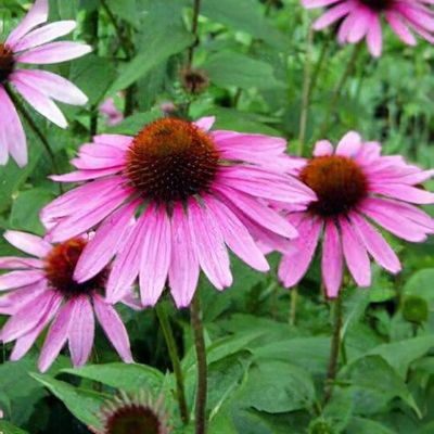 Echinacea purpurea 'Magnus'