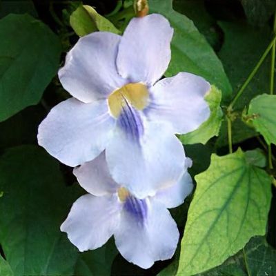 Thunbergia grandiflora