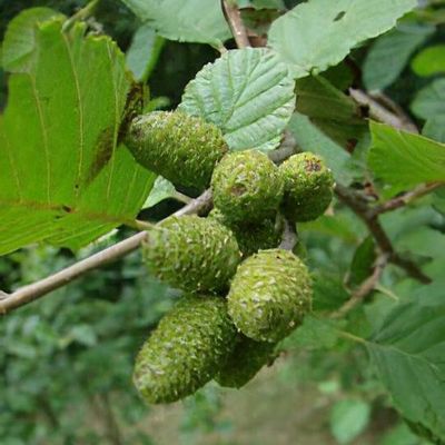 Alnus incana