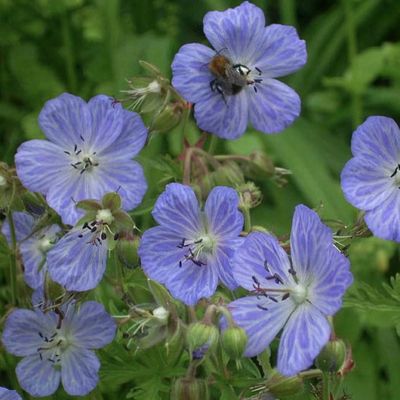 Geranium pratense 'Mrs Kendall Clark'