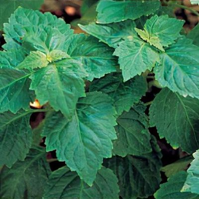 patchouli plant in tamil