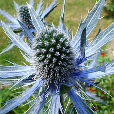 Eryngium x zabelii 'Jos Eijking'