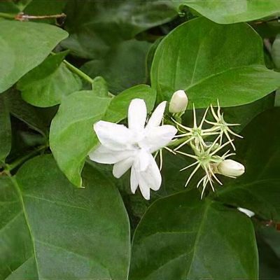 Jasminum sambac