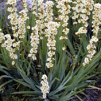 Sisyrinchium striatum