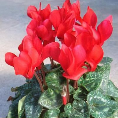 Cyclamen 'Tianis Bright Red'