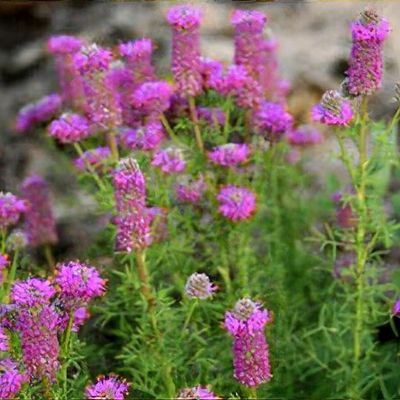 Dalea purpurea 'Stephanie'