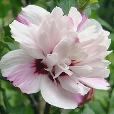 Hibiscus syriacus 'Lady Stanley'