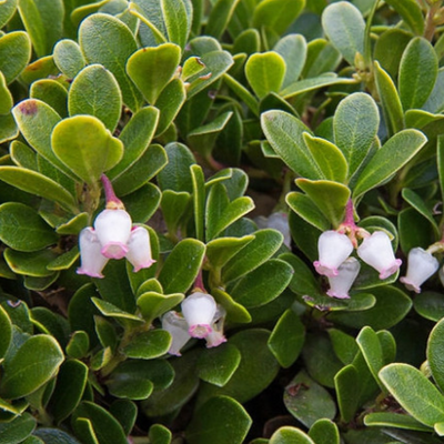 Arctostaphylos uva-ursi