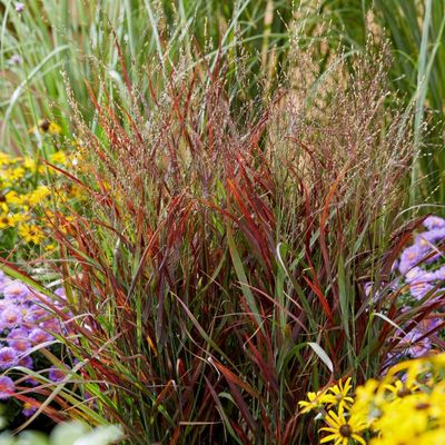 Panicum virgatum 'Hot Rod'