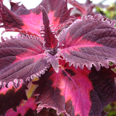 Coleus scutellarioides 'Crimson Ruffles'