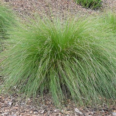 Lomandra cylindrica 'Lime Wave'