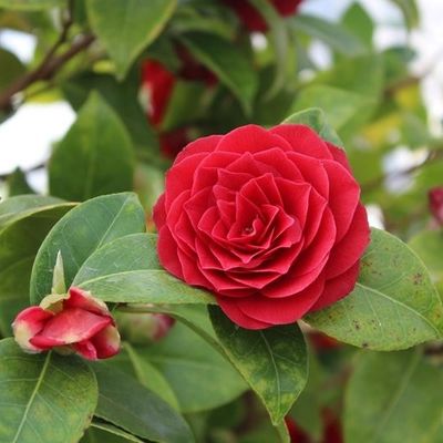 camellia-japonica-buttons-n-