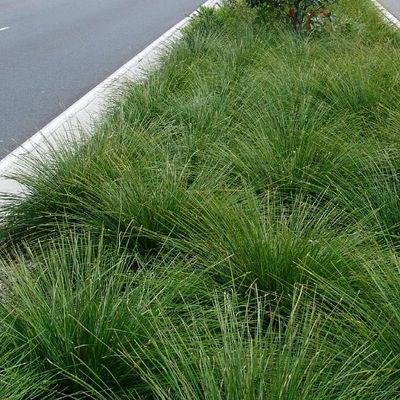 Lomandra breeze discount