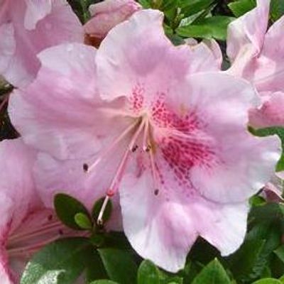 Rhododendron 'Haru-no-sono' - Shoot