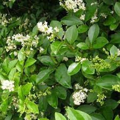 Ligustrum ovalifolium - Shoot