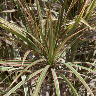 Dracaena marginata 'Bicolor' - Shoot