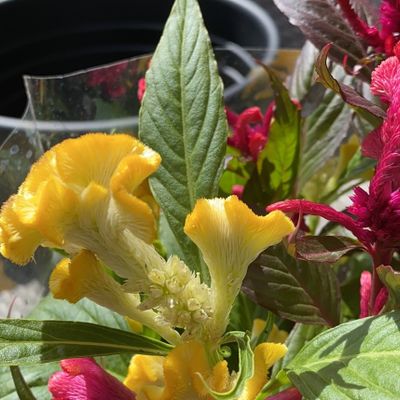 Celosia argentea 'Venezuela' - Shoot