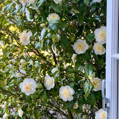 Camellia japonica 'Golden Anniversary' - Shoot