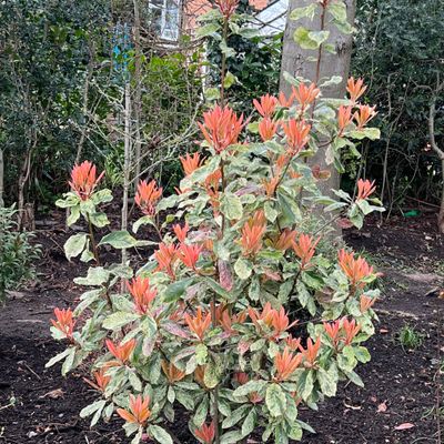 Photinia serratifolia 'Pink Crispy' - Shoot