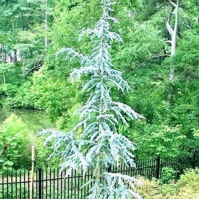 cedrus こびりつか atlantica アトラスシーダー horstmann 針葉樹