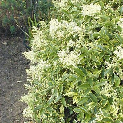 Ligustrum ovalifolium 'Argenteum' - Shoot