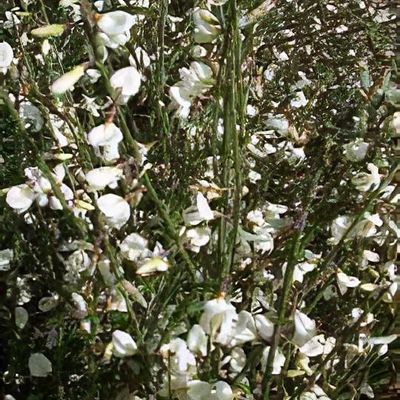 Image of Cytisus multiflorus (Many-flowered broom) free image