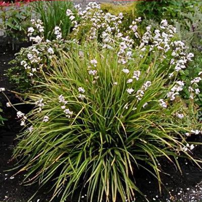 Libertia grandiflora