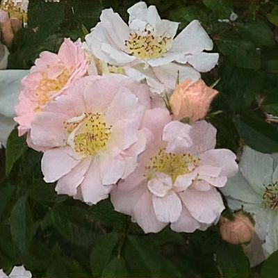 Rosa 'Little Bo-peep'