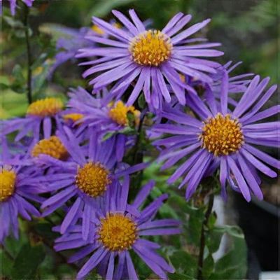 Aster amellus 'King
