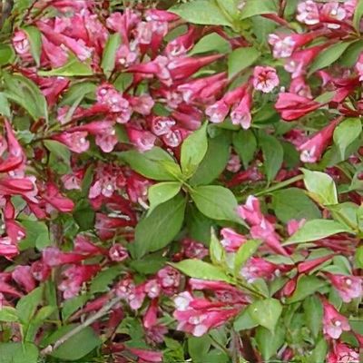 Weigela 'Ruby Anniversary'