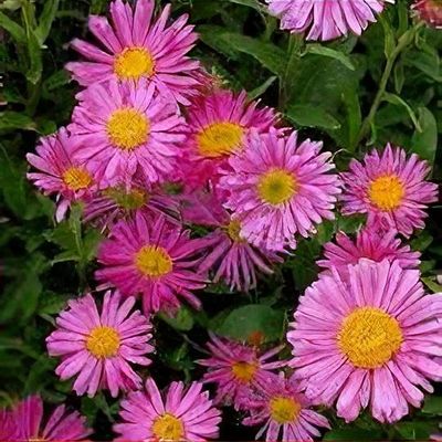 Aster alpinus 'Happy End'