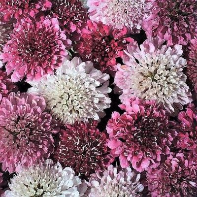 Image of Scabiosa Summer Sundae flower with other flowers