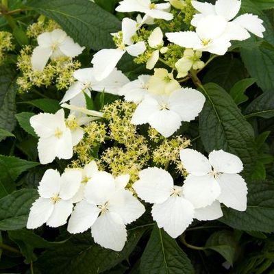Image of Golden Crane hydrangea image 4
