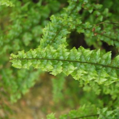 Nephrolepis exaltata ‘Green Fantasy’
