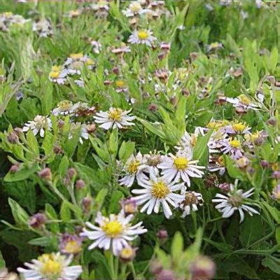 Aster trifoliatus subsp. ageratoides 'Asran'