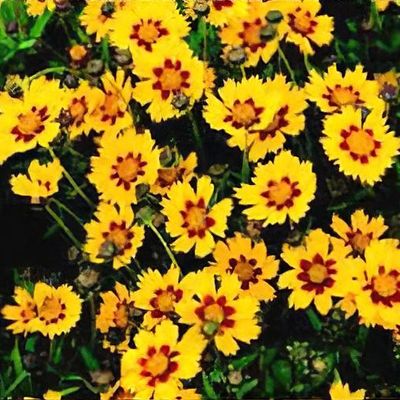 Image of Coreopsis (Coreopsis grandiflora) companion plant of Mexican feather grass