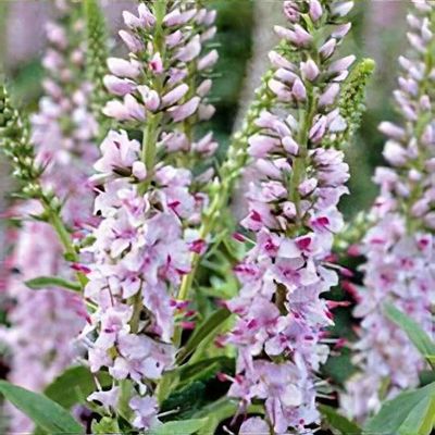 Veronica ‘Fairytale’