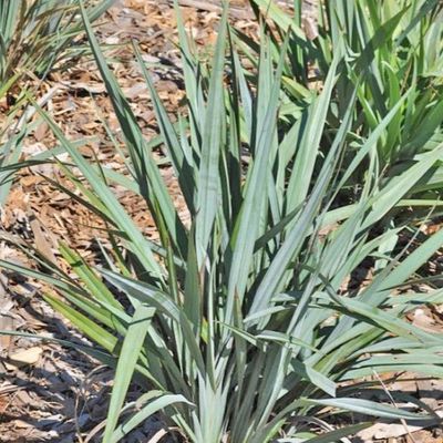 Dianella revoluta 'Blue Stream'