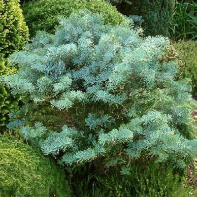 Abies numidica 'Glauca' - Shoot