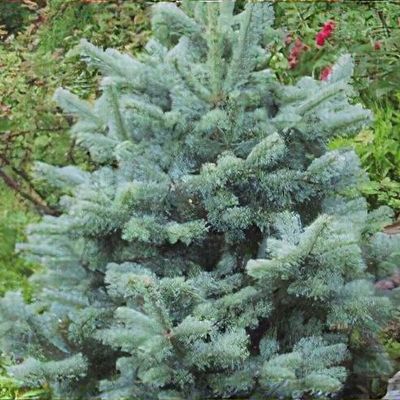 Abies numidica 'Glauca' - Shoot