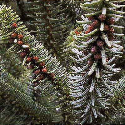 Abies numidica 'Glauca' - Shoot