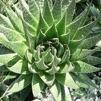 aloe vera schleimhaut MUNDSPÜLUNG Repair – Pflege bei gereiztem Zahnfleisch – 150 ml main image 0
