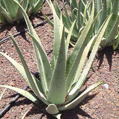 aloe vera ecuador Radiating Cream main image 1
