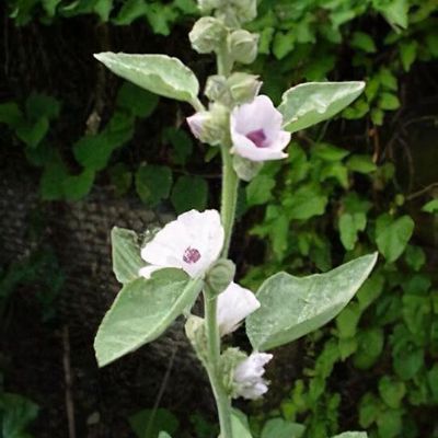 Althaea cannabina - Shoot